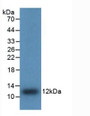 Western Blot; Sample: Recombinant IL8, Human.