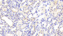DABstainingonIHC-P.Samples:RatTissue)