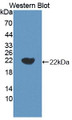Western Blot; Sample: Recombinant IL18, Porcine.