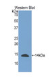 Western Blot; Sample: Recombinant protein.