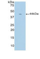Western Blot; Sample: Recombinant GCSF, Mouse.
