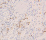 Interferon Alpha (IFNa) Polyclonal Antibody, Cat#CAU28910