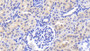 DAB staining on IHC-P; Samples: Porcine Kidney Tissue; Primary Ab: 20μg/ml Rabbit Anti-Porcine FGF1 Antibody Second Ab: 2µg/mL HRP-Linked Caprine Anti-Rabbit IgG Polyclonal Antibody