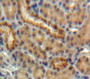 Used in DAB staining on fromalin fixed paraffin-embedded Kidney tissue