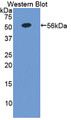 Western Blot; Sample: Recombinant protein.