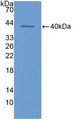 Western Blot; Sample: Recombinant ECF, Rat.