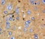 Used in DAB staining on fromalin fixed paraffin-embedded Brain tissue