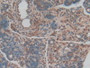 DAB staining on IHC-P; Samples: Rat Pancreas Tissue