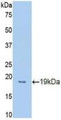 Western Blot; Sample: Recombinant PROCR, Mouse.