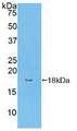Western Blot; Sample: Recombinant BMPR2, Human.