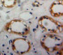 Used in DAB staining on fromalin fixed paraffin-embedded Kidney tissue