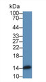 Western Blot; Sample: Rat Liver lysate; Primary Ab: 2µg/mL Rabbit Anti-Rat ANG Antibody Second Ab: 0.2µg/mL HRP-Linked Caprine Anti-Rabbit IgG Polyclonal Antibody