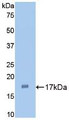 Western Blot; Sample: Recombinant IL1a, Rabbit.