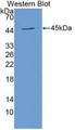 Western Blot;Sample:Recombinant ALCAM, Human