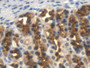 DAB staining on IHC-P; Samples: Rat Stomach Tissue; Primary Ab: 20µg/ml Mouse Anti-Rat TFPI Antibody Second Ab: 2µg/mL HRP-Linked Caprine Anti-Mouse IgG Polyclonal Antibody