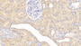 DAB staining on IHC-P; Samples: Human Kidney Tissue; Primary Ab: 10µg/ml Mouse Anti-Human HSPD1 Antibody Second Ab: 2µg/mL HRP-Linked Caprine Anti-Mouse IgG Polyclonal Antibody