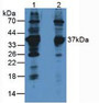 Western Blot; Sample: Lane1: Rat Brain Tissue; Lane2: Human Jurkat Cells.