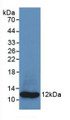 Western Blot; Sample: Recombinant S100A8, Human.