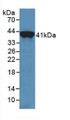 Western Blot; Sample: Recombinant TRF, Human.