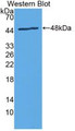 Western Blot; Sample: Recombinant IL24, Rat.