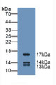 Western Blot; Sample: Recombinant UCN2, Human.