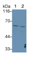Western Blot; Sample: Recombinant protein.