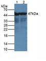Western Blot Lane1: Human Hepg2 Cells Lane2: Human Hela Cells Primary Ab: 2µg/mL Rabbit Anti-Human NSE Ab Second Ab: 1:5000 Dilution of HRP-Linked Rabbit Anti-Mouse IgG Ab