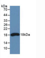 Western Blot;Sample: Recombinant RNASE3, Human.
