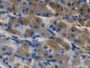DAB staining on IHC-P; Samples: Human Stomach Tissue; Primary Ab: 20µg/ml Mouse Anti-Human RNASE3 Antibody Second Ab: 2µg/mL HRP-Linked Caprine Anti-Mouse IgG Polyclonal Antibody