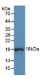Western Blot; Sample: Recombinant C1INH, Human.