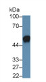 Western Blot; Sample: Porcine Eye lysate; Primary Ab: 150 Mouse Anti-Human CLU Antibody Second Ab: 0.2µg/mL HRP-Linked Caprine Anti-Mouse IgG Polyclonal Antibody