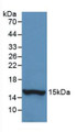 Western Blot; Sample: Recombinant HTN1, Human.