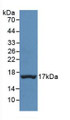Western Blot; Sample: Recombinant TTR, Human.