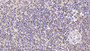 DAB staining on IHC-P; Samples: Human Spleen Tissue; Primary Ab: 20µg/ml Mouse Anti-Human ISR Antibody Second Ab: 2µg/mL HRP-Linked Caprine Anti-Mouse IgG Polyclonal Antibody
