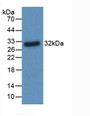 Western Blot; Sample: Recombinant BDNF.