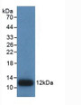 Western Blot; Sample: Recombinant IL8, Human.