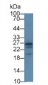 Western Blot; Sample: Rat Cerebrum lysate; ; Primary Ab: 2µg/ml Mouse Anti-Human APOA1 Antibody; Second Ab: 0.2µg/mL HRP-Linked Caprine Anti-Mouse IgG Polyclonal Antibody;