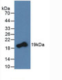 Western Blot; Sample: Recombinant RANkL, Rat.
