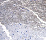 Figure. DAB staining on IHC-P; Samples: Rat Spinal Cord Tissue.