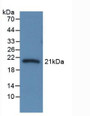 Western Blot; Sample: Recombinant CBG, Rat.