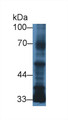 Western Blot; Sample: Human MCF7 cell lysate; Primary Ab: 3µg/ml Mouse Anti-Human TGFb3 Antibody Second Ab: 0.2µg/mL HRP-Linked Caprine Anti-Mouse IgG Polyclonal Antibody