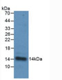 Western Blot; Sample: Recombinant IL33, Human.