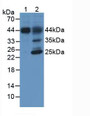Western Blot; Sample: Lane1: Porcine Liver Tissue; Lane2: Rat Liver Tissue.