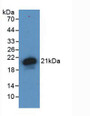 Western Blot; Sample: Recombinant HJV, Human.