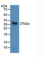 Western Blot; Sample: Recombinant NOG, Human.
