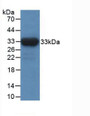 Western Blot; Sample: Recombinant IDH1, Human.