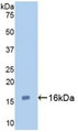 Western Blot; Sample: Recombinant GAL7, Human.