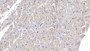 DAB staining on IHC-P; Samples: Human Cardiac Muscle Tissue;  Primary Ab: 10µg/ml Mouse Anti-Human SEMA5B Antibody Second Ab: 2µg/mL HRP-Linked Caprine Anti-Mouse IgG Polyclonal Antibody 