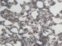 DAB staining on IHC-P; Samples: Rat Lung Tissue.