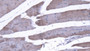 DAB staining on IHC-P; Samples: Mouse Skeletal muscle Tissue; Primary Ab: 20µg/ml Mouse Anti-Mouse CKM Antibody Second Ab: 2µg/mL HRP-Linked Caprine Anti-Mouse IgG Polyclonal Antibody
